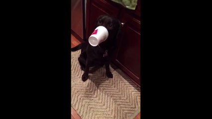 dog head stuck in cup