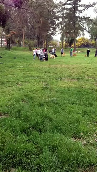 adiestramiento 2