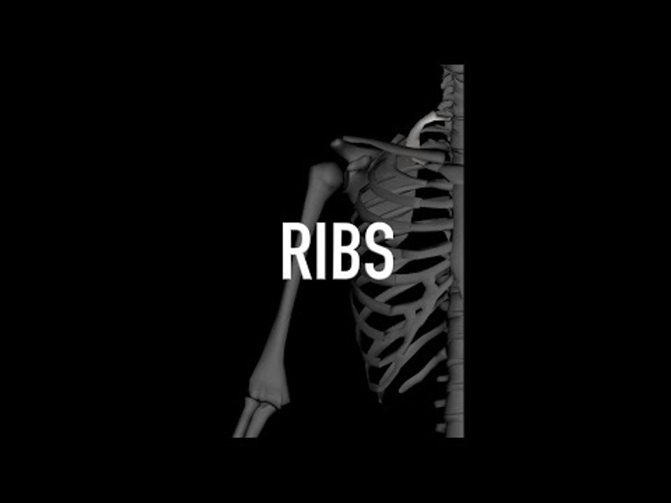 Ribs - Quiz