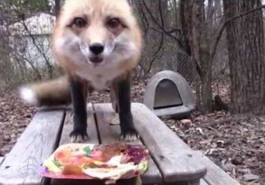 Happy Fox Enjoys Thanksgiving Feast