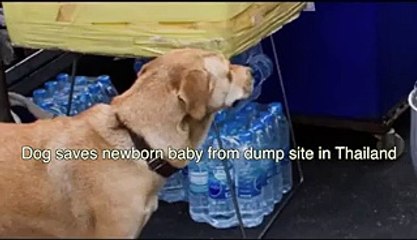 Dog put humanity to shame by saving abandoned child