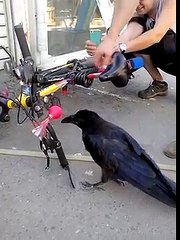 Ворона-музыкант 🎶 — Удивительная история о пернатом талантливом музыканте