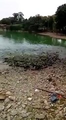 Des poisson s'échouent pour manger