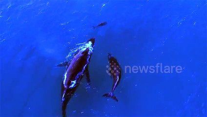 Une maman et un bébé baleine nagent avec une maman dauphin et son petit