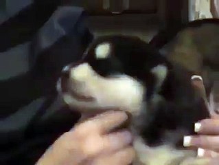 Funny Videos : Talking husky puppy