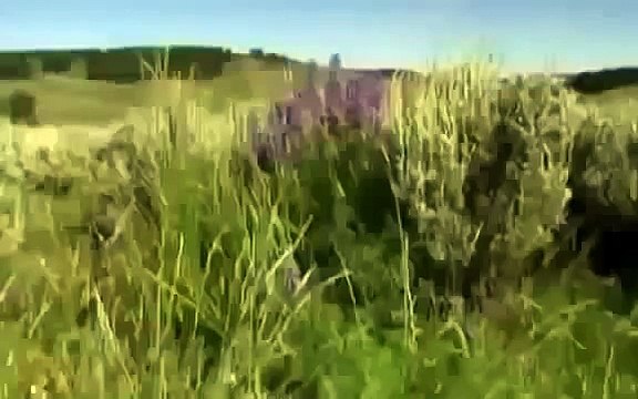 Grizzly Bears vs Wolves Survival National Geographic Documentary 2015