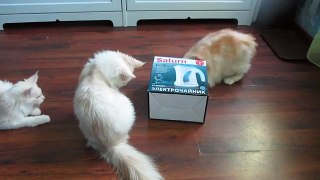 Kittens battle to hide inside box - Jokeroo