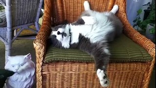 Ultimate Cat Nap