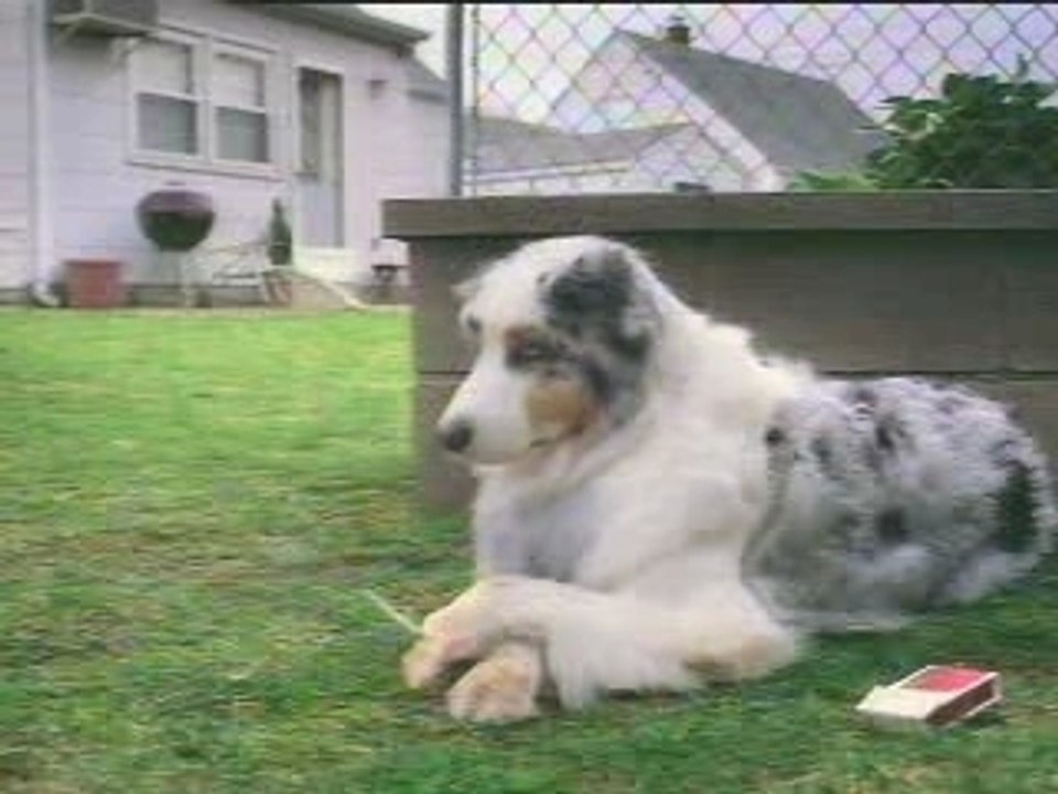 Smoking Dog