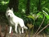 promenons nous dans les bois