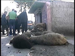 KURBANET E BAJRAMIT JA SI FESTOJNE BESIMTARET SHQIPTARE LAJM