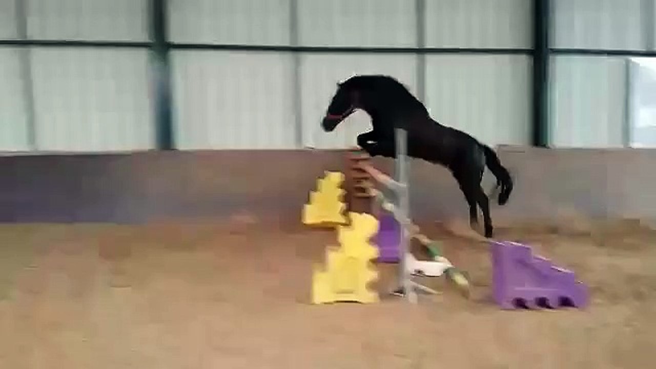 video-1448888874.mp4