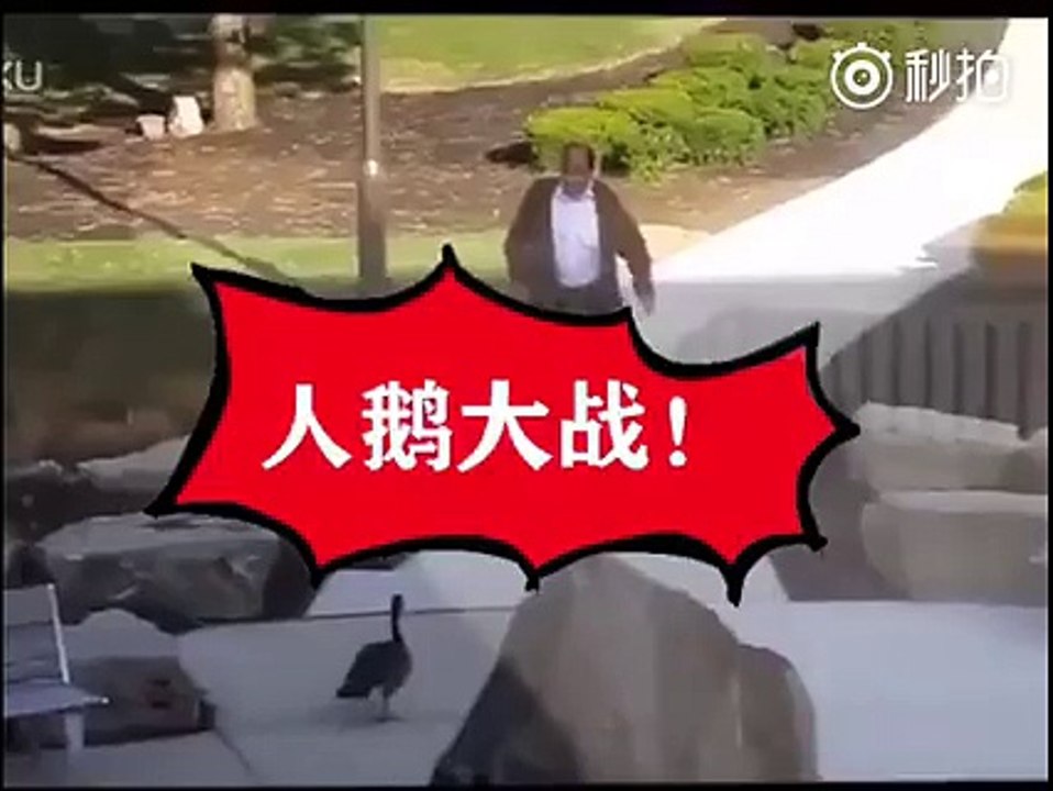 Man VS Canada Goose