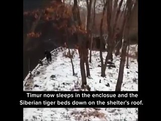 Tiger being chased away by a fierce goat