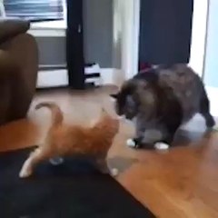 cutes cats