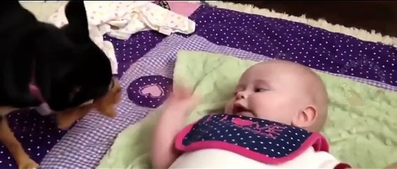 Video Lucu - Baby & Pets #01