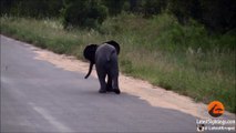 Funny Animal: Baby Elephant Calf vs Birds - Latest Wildlife Sightings