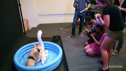 Funny Animal: Doug the Pug Recreates Taylor Swift Instagram Photos