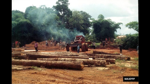 Le Zoom de La Rédaction : Le Cameroun confronté à la déforestation