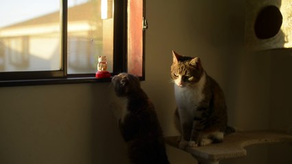 Funny Animal: Taro the Cat to Imitate Beckoning Cat 招き猫の真似をする猫のたろちゃん。