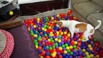 Funny Animal: Best Dog Birthday Surprise- DIY Ball Pit for Maymo