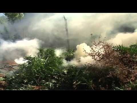 POLICIA VIJON AKSIONIN ANTIKANABIS, ASGJESOHEN MIJERA RRENJE NE SHKODER E GJIROKASTER LAJM