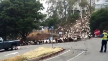 Funny Animal: Berkeley Lab's -Goats gone wild-- Who let the goats out-