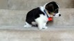 Funny Animal: Corgi puppy going down stairs