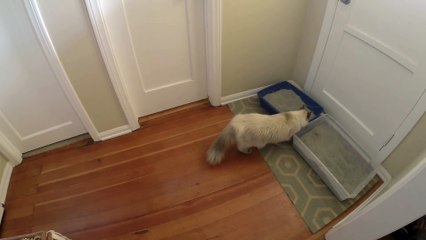 Funny Animal: Cat figures out clever way to look outside