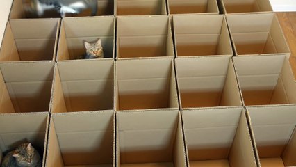 Funny Animal: お願い戻って来て! おいでおいでする猫 Please, come back! Taro beckon to May