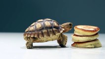 Funny Animal: Tortoises Try Tiny Pancakes