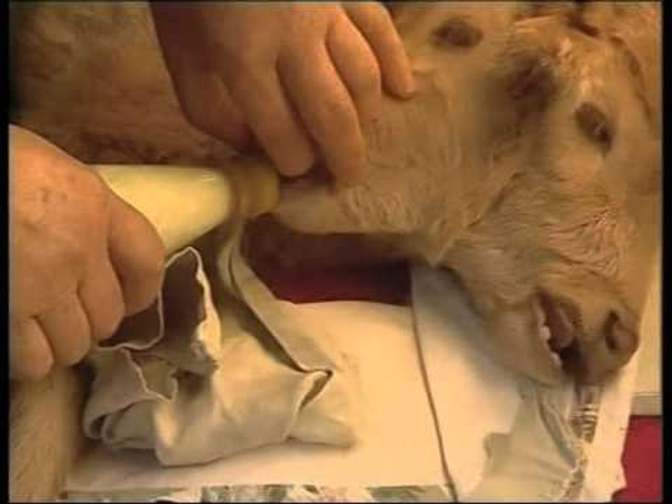 ÇUDIRA BOTERORE VIÇ ME DY KOKE NE GJEORGJI LAJM