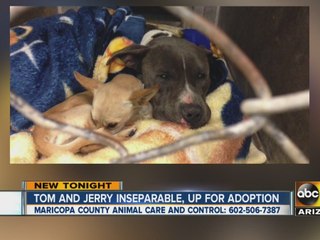 Tom & Jerry looking to get adopted