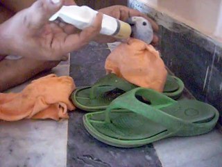 Grey Parrot Baby Rio Eating Food