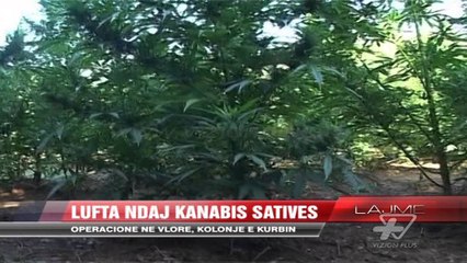 Vazhdojnë operacionet antikanabis - News, Lajme - Vizion Plus