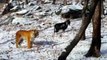 Une chèvre et un tigre devenu meilleurs amis dans un Zoo russe