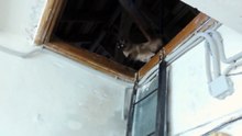Как кошка спускается с чердака