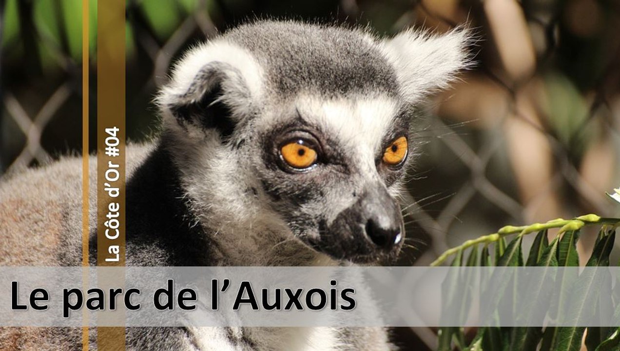 Visite de la Côte d'Or n°04, le parc de l'Auxois (d)