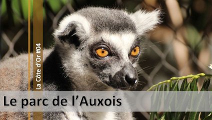 Visite de la Côte d'Or n°04, le parc de l'Auxois (d)