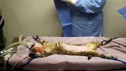 Cat Neuter Surgery with Doc Pawsitive