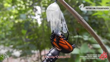 Meraviglia della natura