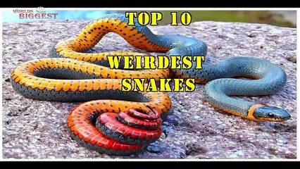 Top 10 Weirdest Snakes