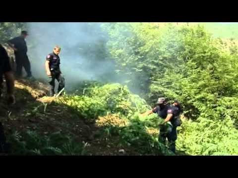 ASGJESOHEN 2200 RRENJE KANABIS NE VLORE,POLICIA AKSION EDHE NE KURBIN DHE KOLONJE LAJM