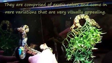 Top 10 Wild Animals You Can Own as pets