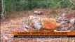 Kamerat, shpëtimi i vetëm i pyjeve - Top Channel Albania - News - Lajme