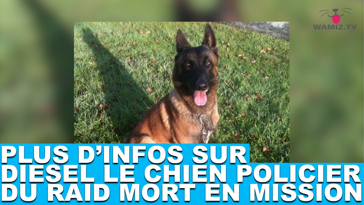 Plus d'infos sur Diesel, chien policier du RAID mort en mission. Tout de suite dans la minute chien #54