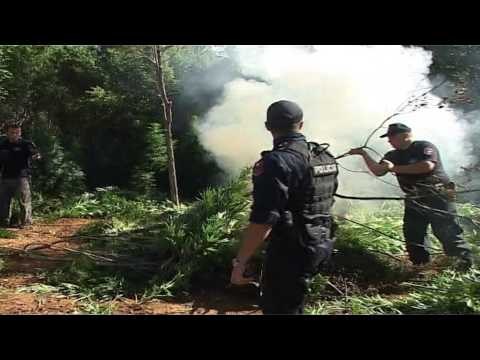 ASGJESOHEN 3600 RRENJE KANABIS,ZBULOHEN PARCELA NE SHKODER,LEZHE E GJIROKASTER LAJM