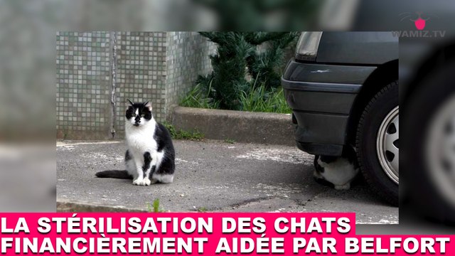 La stérilisation des chats financièrement aidée par la mairie de Belfort ! À regarder tout de suite dans la minute chat #54