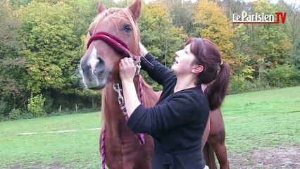 Les chevaux aussi vont chez l'ostéopathe !