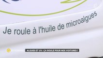 Algues et UV : ça roule pour nos voitures !